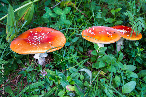 The toxic mushroom Amanita muscaria