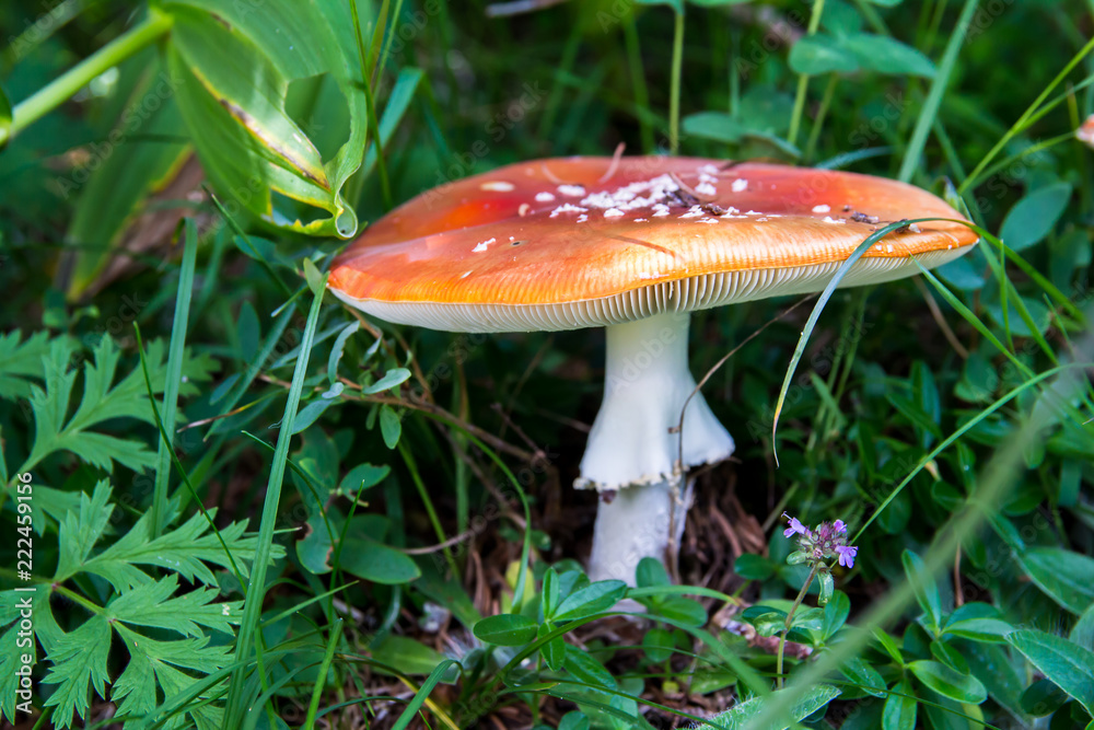 Fototapeta premium The toxic mushroom Amanita muscaria