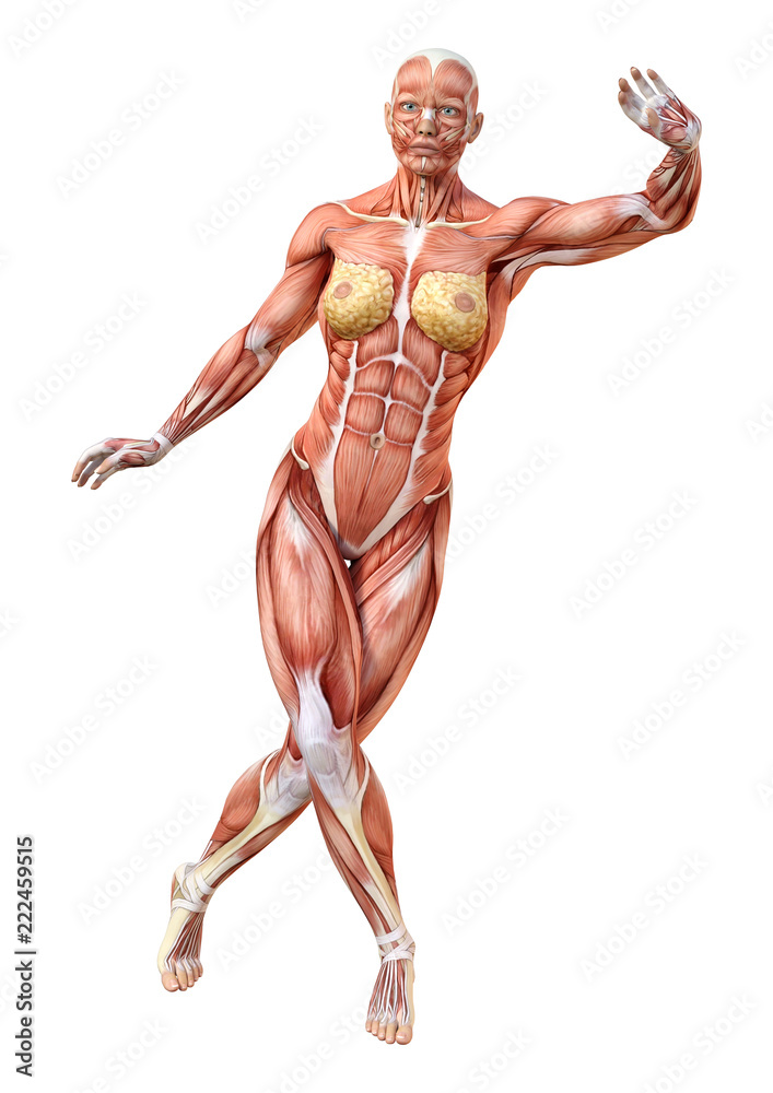 3D Rendering Female Anatomy Figure on White 3D Rendering Female Anatomy Figure on White