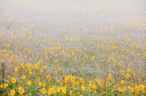 Fleurs jaunes arnica santé organique bien être photo