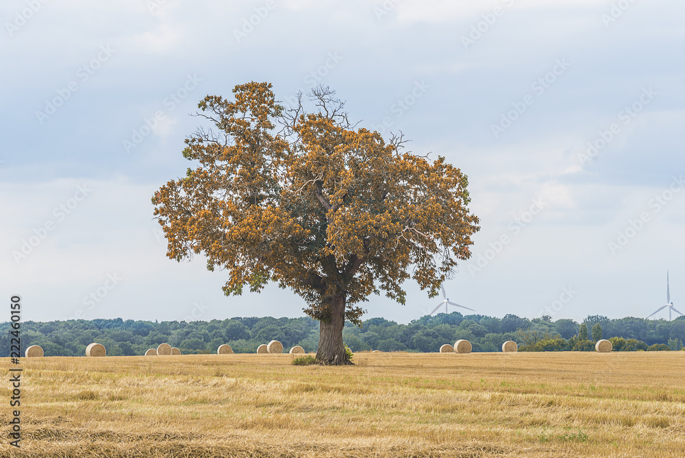 One yellow tree in the autumn field