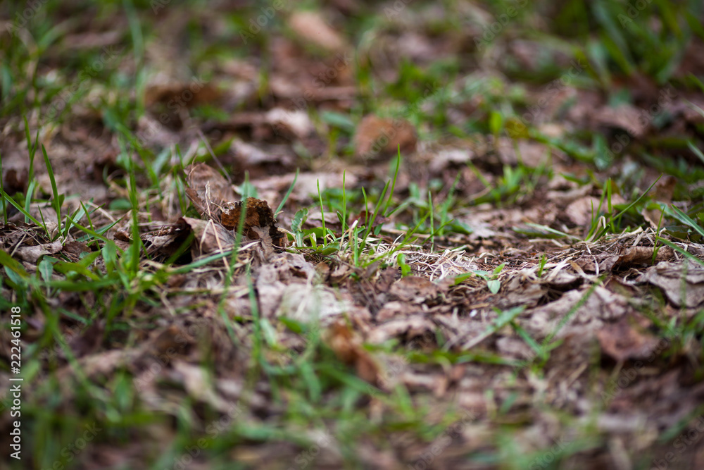 ants in the forest ants in the forest