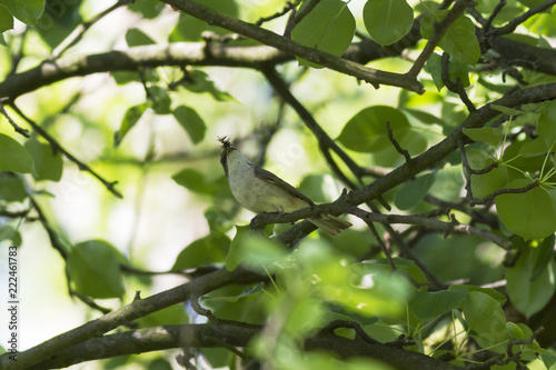 Lesser whitethroat (Sylvia curruca) with a caterpillar in a beak for chicks. Lesser whitethroat (Sylvia curruca) with a caterpillar in a beak