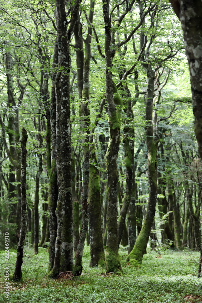 Wald in den Vogesen Elsass Alsace Wald in den Vogesen Elsass Alsace
