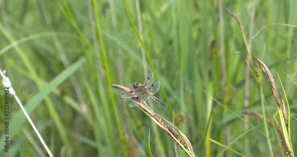 Dragonfly, Four-spotted Chaser perched on reed plume and flies away.