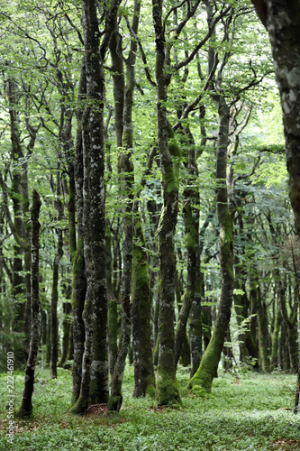 Wald in den Vogesen Elsass Alsace