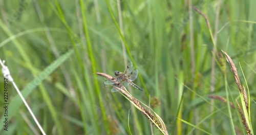 Dragonfly, Four-spotted Chaser perched on reed plume and flies away. photo