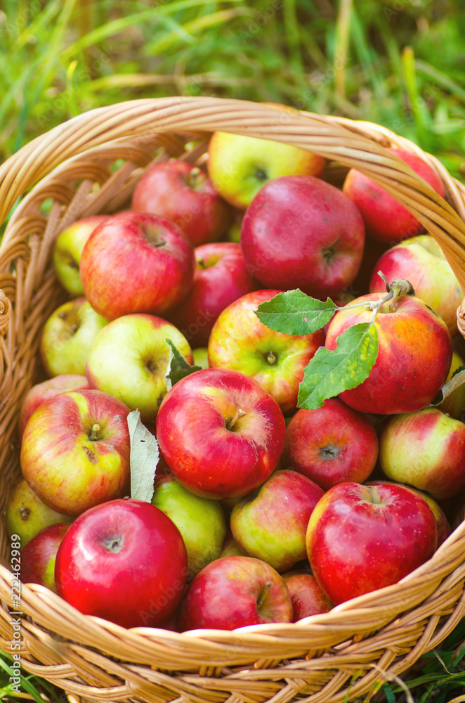 Organic apples in basket Organic apples in basket