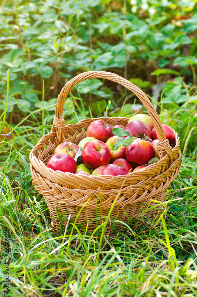 Organic apples in basket Organic apples in basket