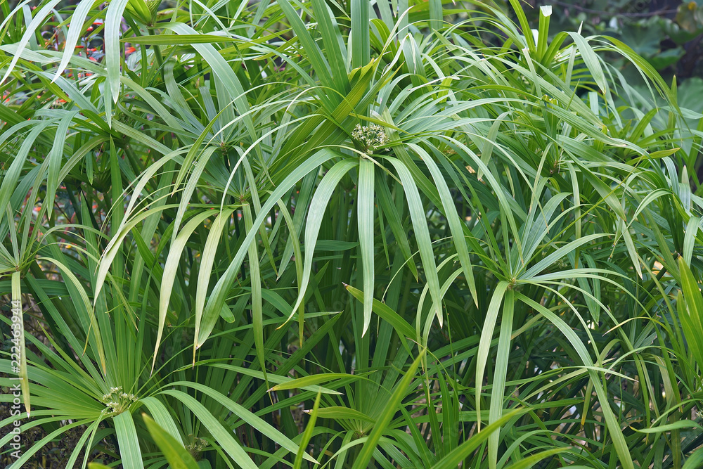 Umbrella plant (Cyperus alternifolius). Called Umbrella palm, Umbrella