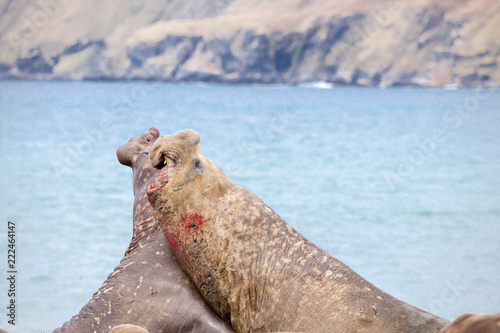 Cute Elephant Seals Fighting Each Other