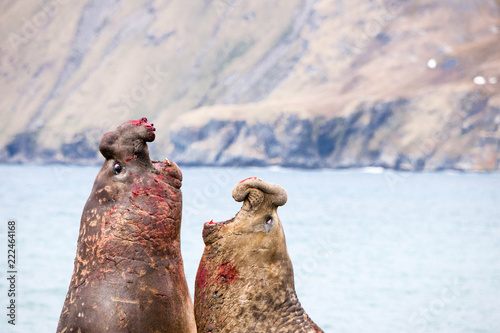 Cute Elephant Seals Fighting Each Other