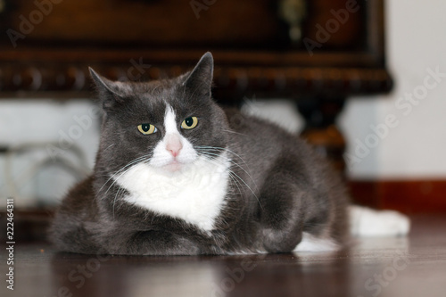 Fat pussy cat with big belly relaxing on the floor in the house after a good meal photo