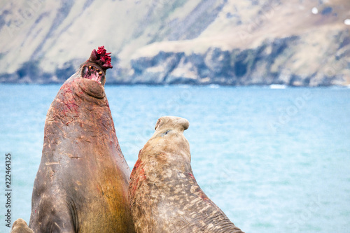 Cute Elephant Seals Fighting Each Other