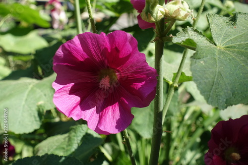 Magenta colored flower of common hollyhock in June