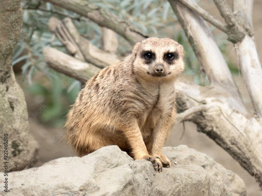 Fototapeta premium Meerkat looking at you