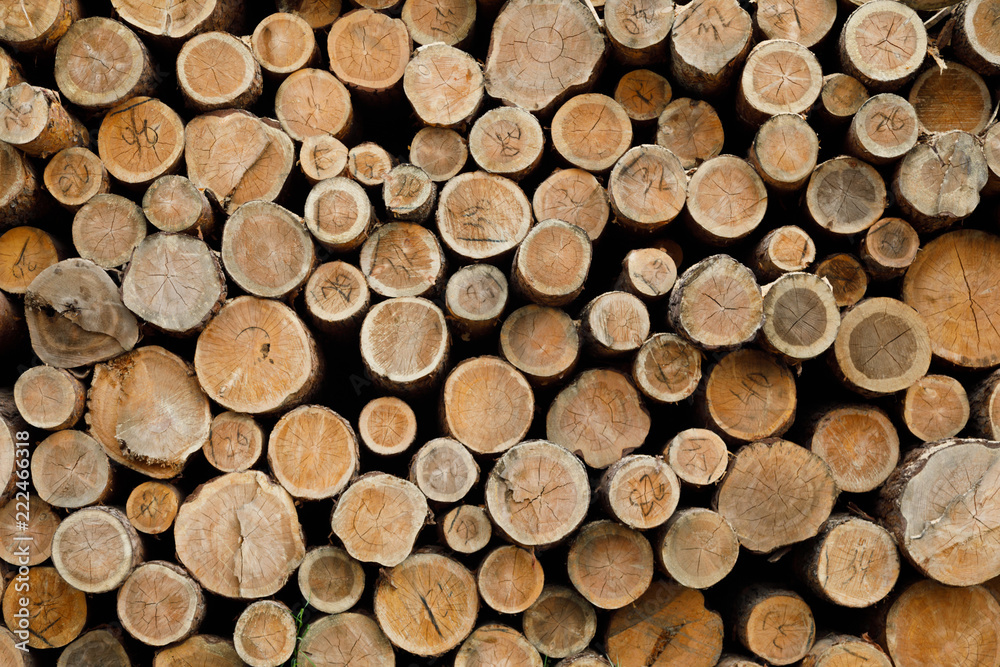 Pile of wood logs .Forest logging site. felled tree trunks. Pile of wood logs .Forest logging site. felled tree trunks.