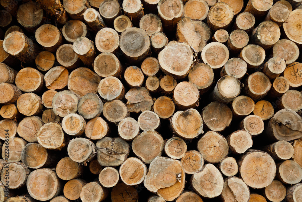 Pile of wood logs .Forest logging site. felled tree trunks. Pile of wood logs .Forest logging site. felled tree trunks.