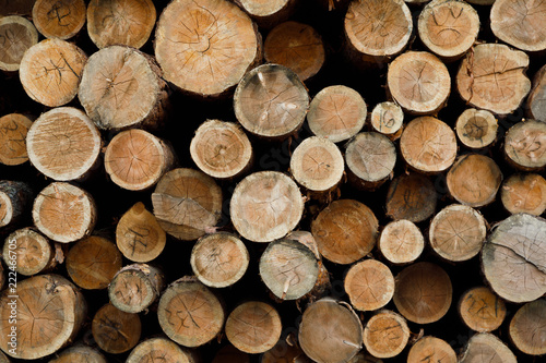 Pile of wood logs .Forest logging site. felled tree trunks.