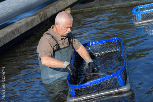 senior fish farmer at work photo