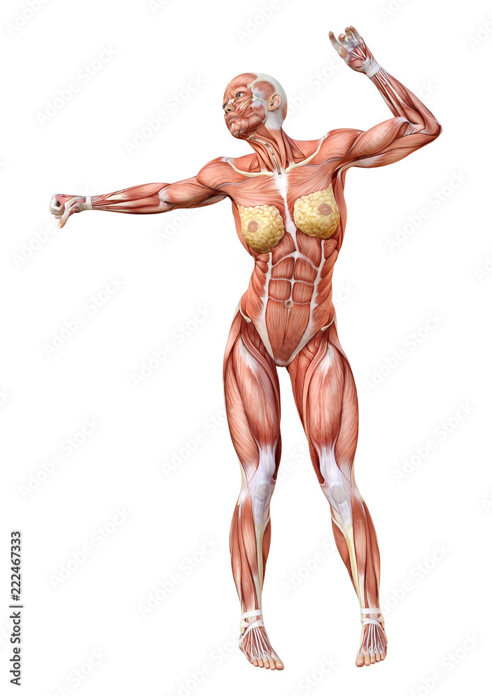 3D Rendering Female Anatomy Figure on White 3D Rendering Female Anatomy Figure on White