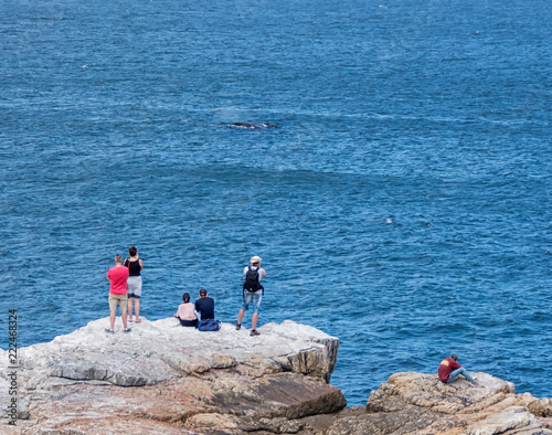 Whale Watching