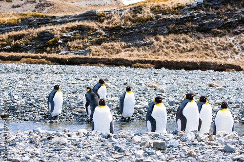 Cute Penguins Seals Sea Lions Elephant