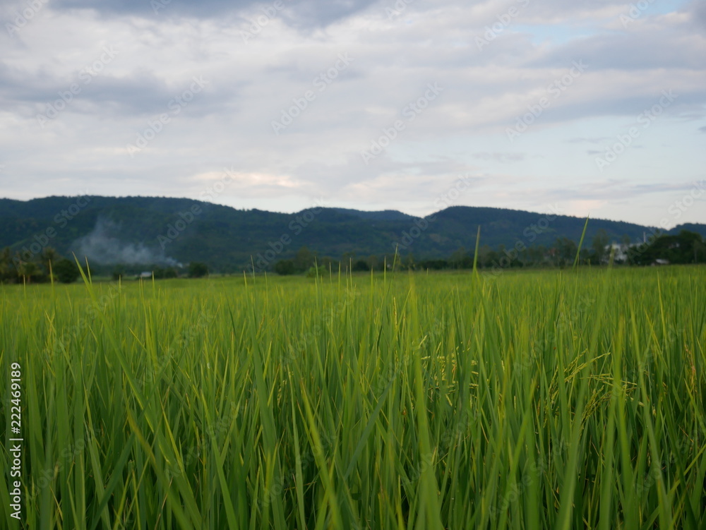 green field and blue sky