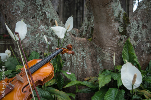 violin about plants and flowers