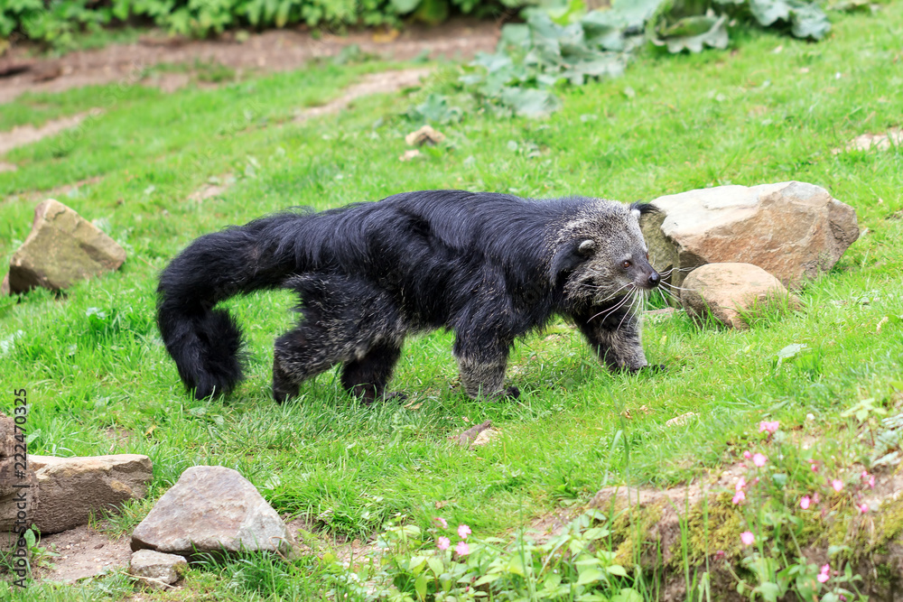 The binturong (Arctictis binturong), aka bearcat, is a viverrid from South and Southeast Asia The binturong (Arctictis binturong), aka bearcat, is a viverrid from South and Southeast Asia
