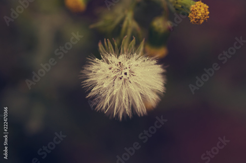 little blowball with morning dew by jziprian © Josephine
