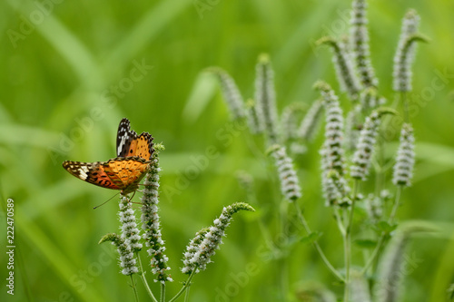 Beautiful butterfly in the garden.