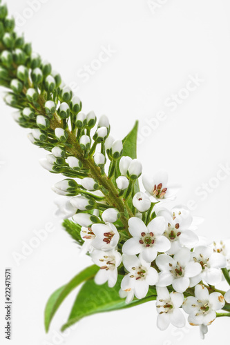 Weisse Lysimachia hochformat