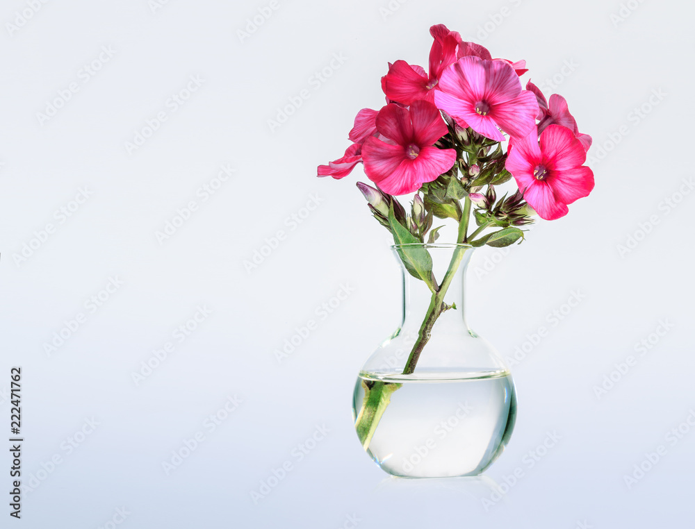 Fototapeta premium Phlox in einer Blumenvase
