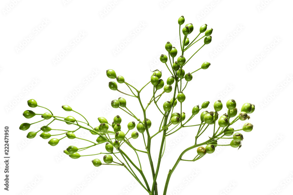 Naklejka premium Bindegrün auf weissem Hintergrund