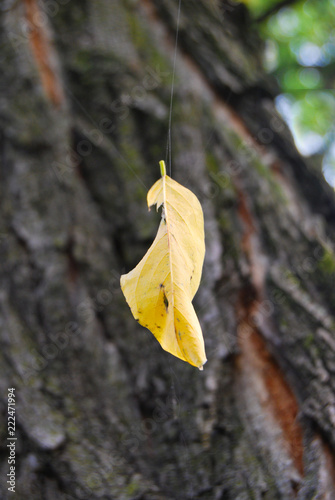 One autumn leaf hanging in a spider web thread photo