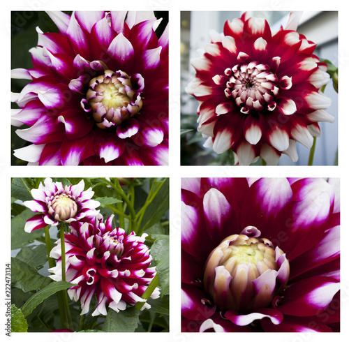Fototapeta Naklejka Na Ścianę i Meble -  Collage of close-up of beautiful purple and white dahlia flower in the garden.