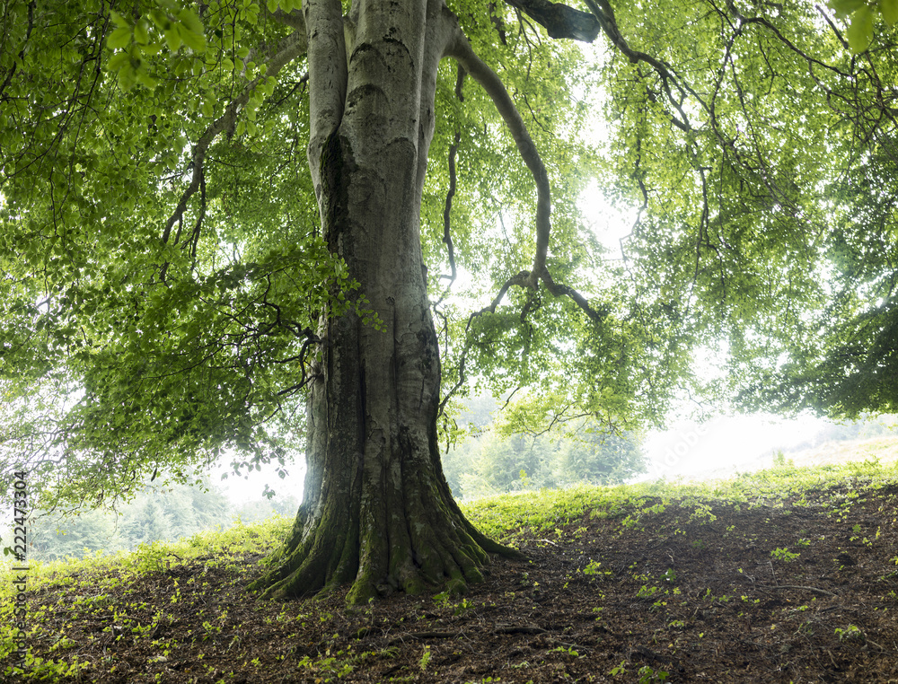 Fototapeta premium centenary beech in the Italian Alps
