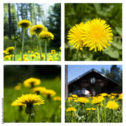 Fototapeta Naklejka Na Ścianę i Meble -  Collage of dandelions on green grass. Summer set.