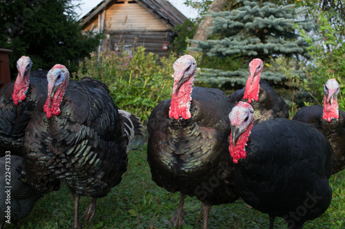 Young turkeys