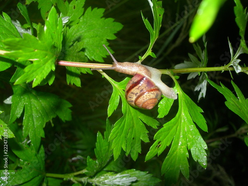 nature