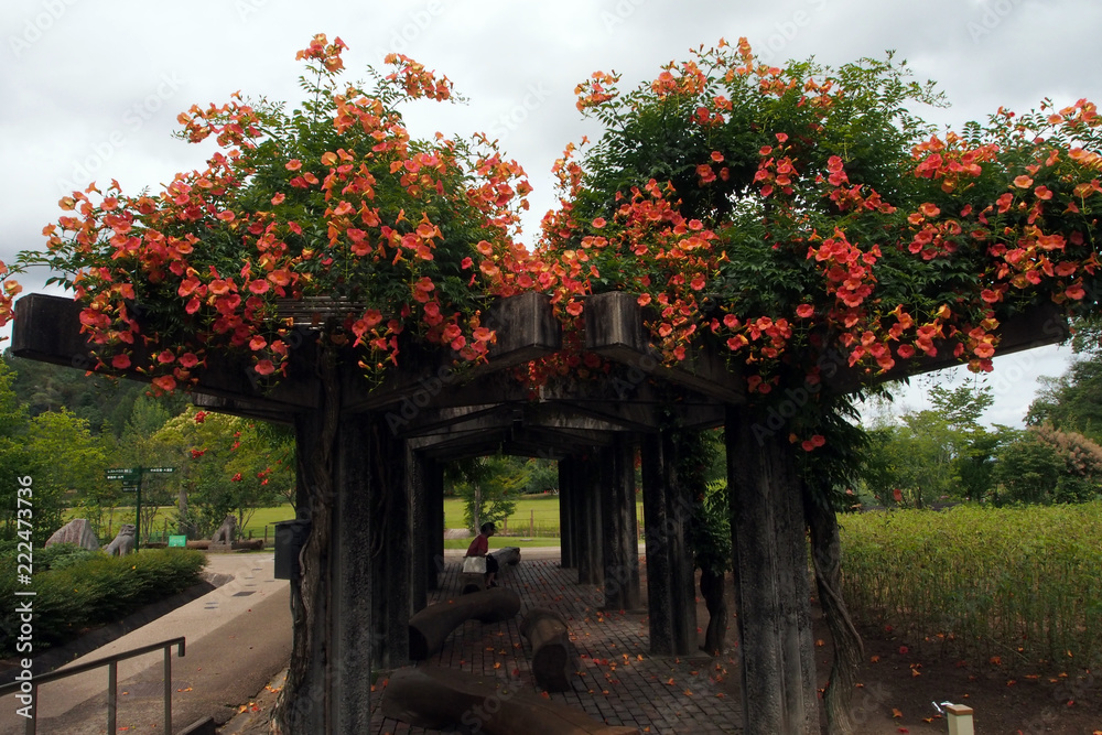 Naklejka premium 棚のノウゼンカズラ