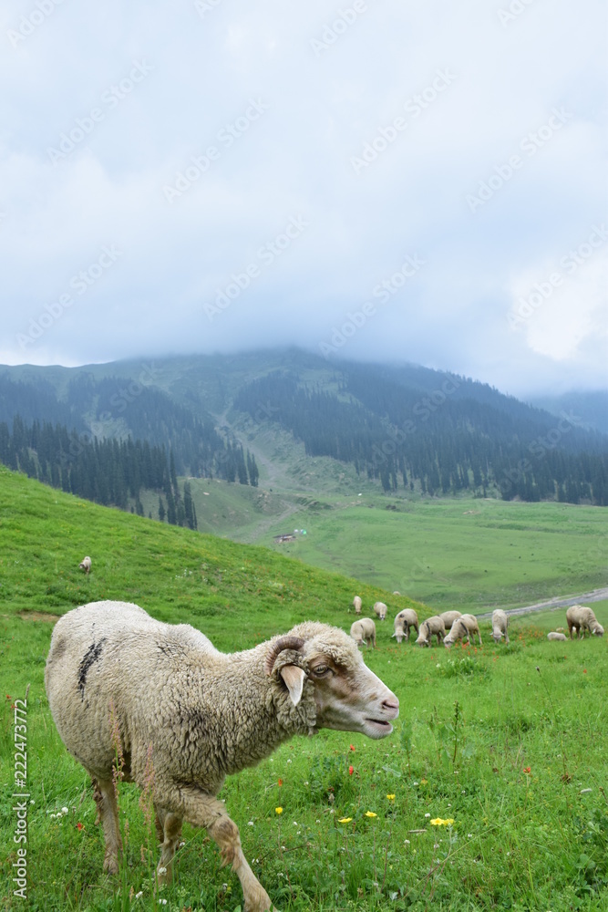 Fototapeta premium sheep in mountains