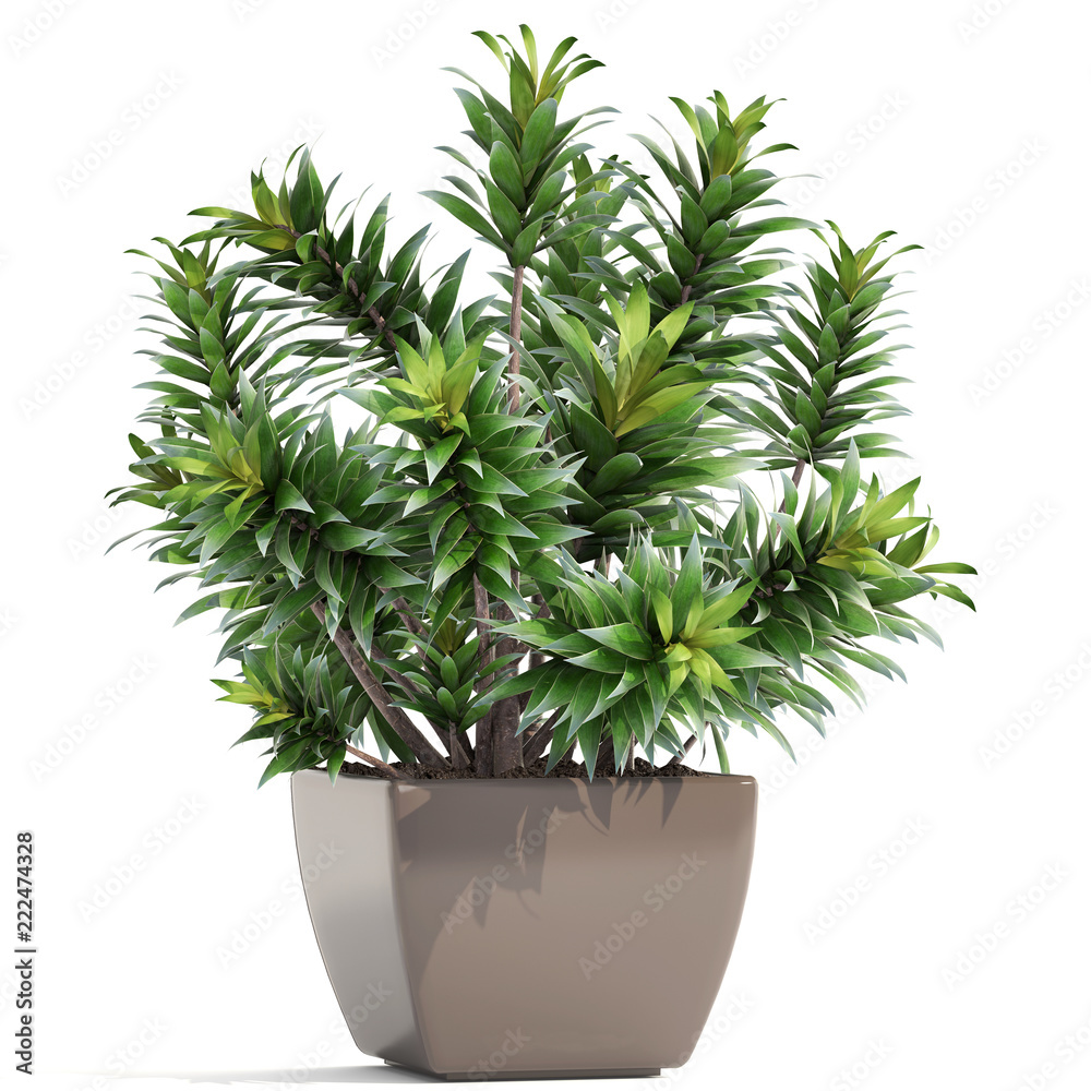 Obraz premium Dracaena in pot