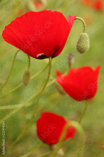 Fototapeta Naklejka Na Ścianę i Meble -  Wild poppies, a vertical picture