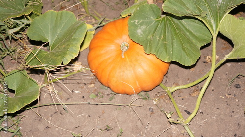 pumpkin in garden