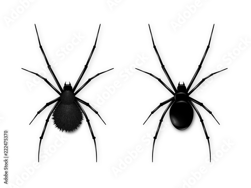 Set Black spider isolated on white background. Realistic vector illustration of black spider.