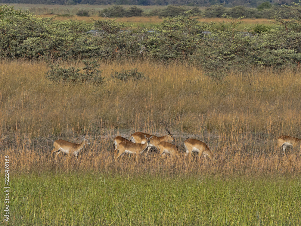Herd Southern lechwe, Kobus leche, in tall grass, at Lake Horseshoe in Bwabwata, Namibia Herd Southern lechwe, Kobus leche, in tall grass, at Lake Horseshoe in Bwabwata, Namibia