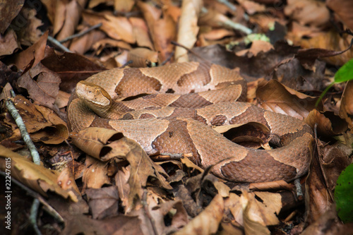 Camo Copperhead snake