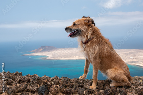 dog on the cliff of the mirador del rio